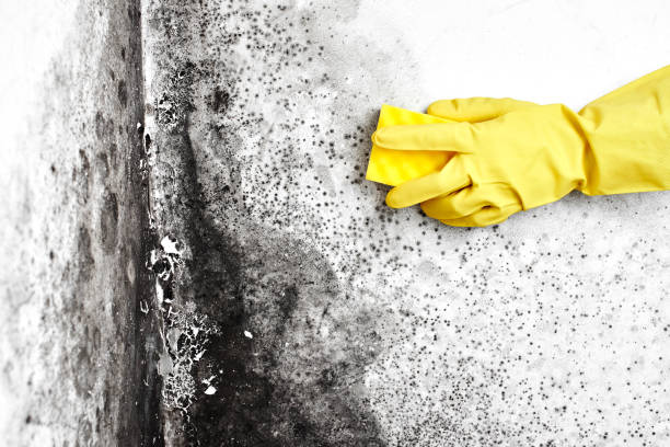 Best Professional Mold Removal  in Leoti, KS