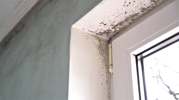Mold Testing and Removal in Leoti, KS