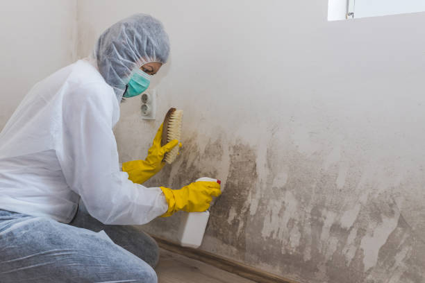 Best Affordable Mold Removal  in Leoti, KS