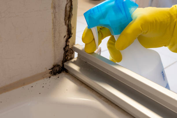 Trusted Leoti, KS Mold Removal Experts