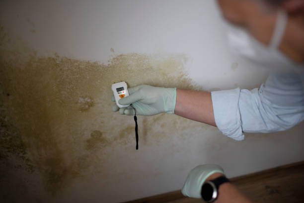 Best Mold Cleaning Services  in Leoti, KS