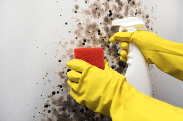 Best Mold Damage Repair  in Leoti, KS