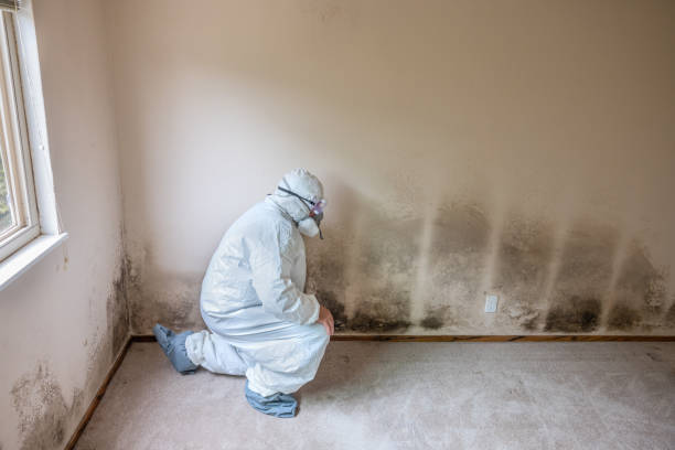 Best Professional Mold Removal  in Leoti, KS