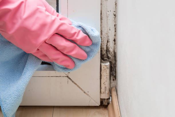 Mold Removal Process in Leoti, KS