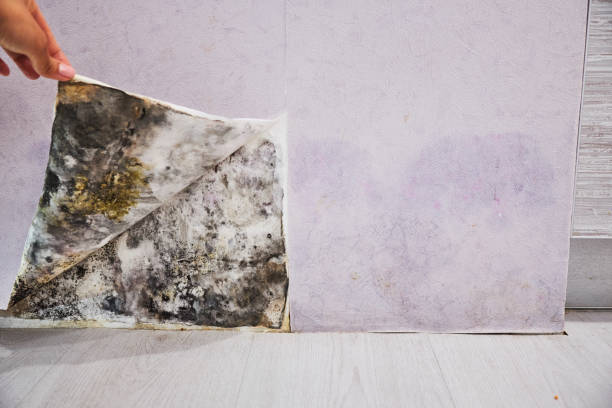 Best Residential Mold Removal  in Leoti, KS